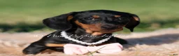 Miniature Dachshund dogs for sale: Kiwi AKC - Ad 2