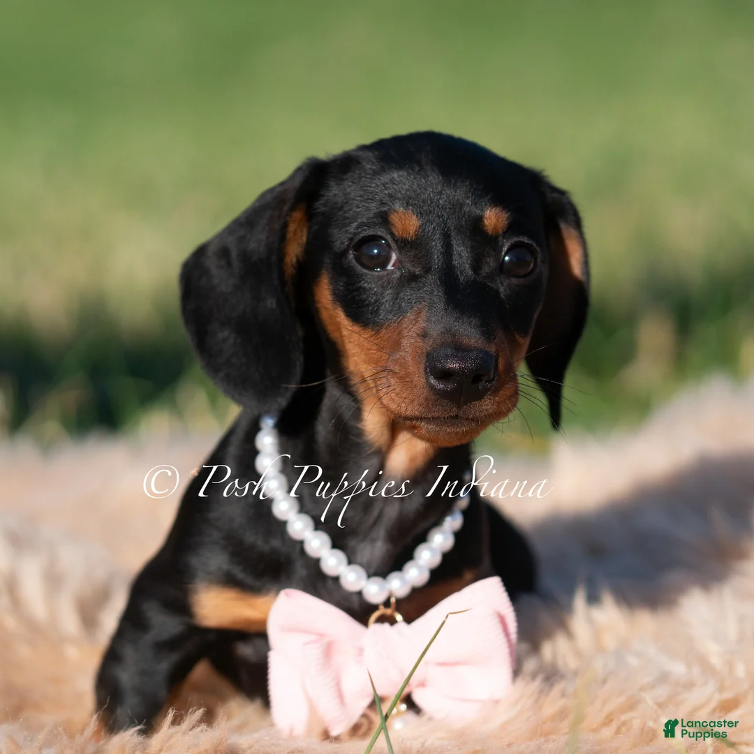 Miniature Dachshund dogs for sale: Kiwi AKC - Ad 2