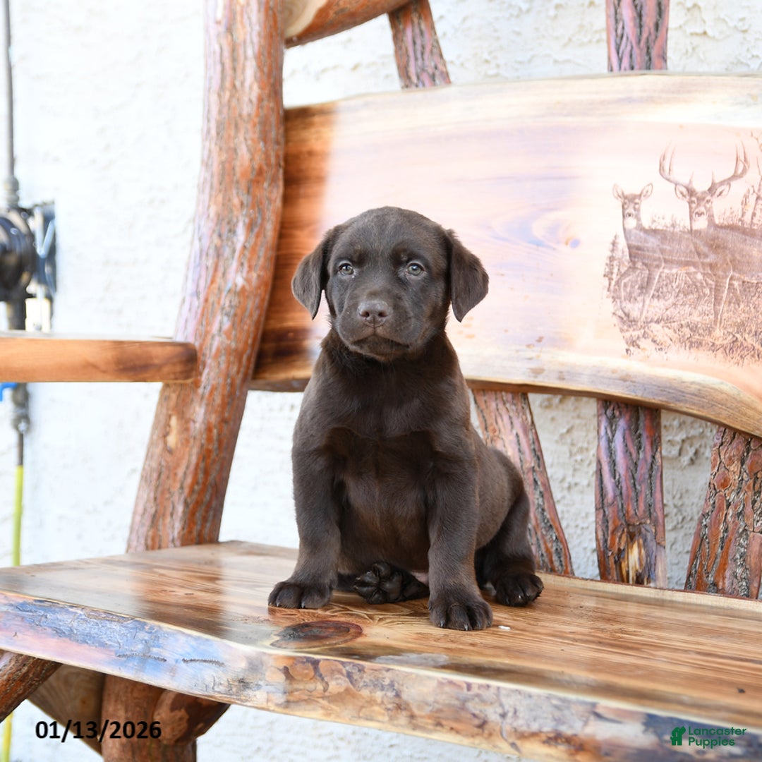 Labrador Retriever dogs for sale: Zoom   - Ad 1