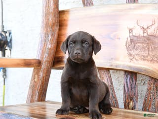 Labrador Retriever dogs Zoom - Ad 37