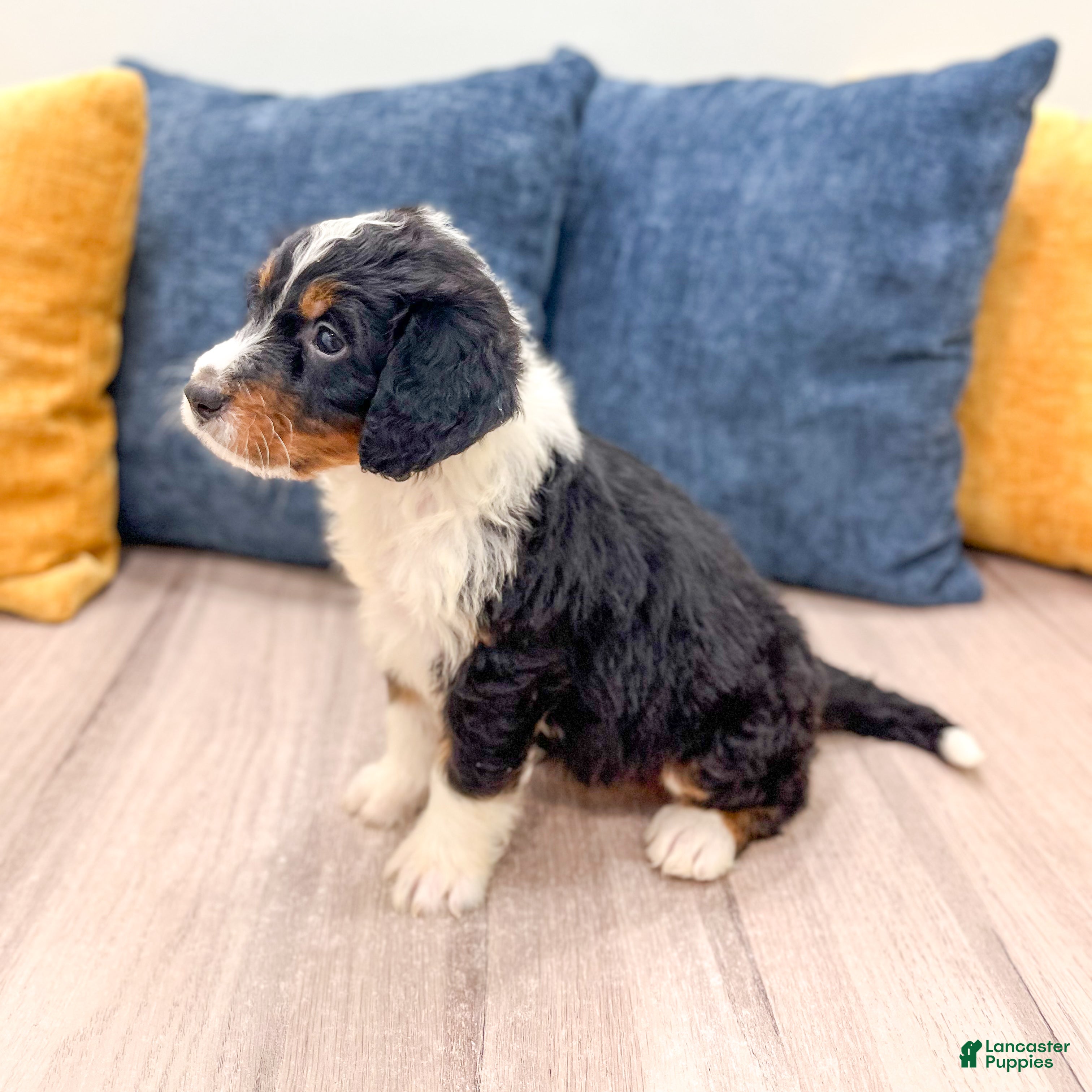 Mini Bernedoodle dogs for sale: Rosie - Ad 6