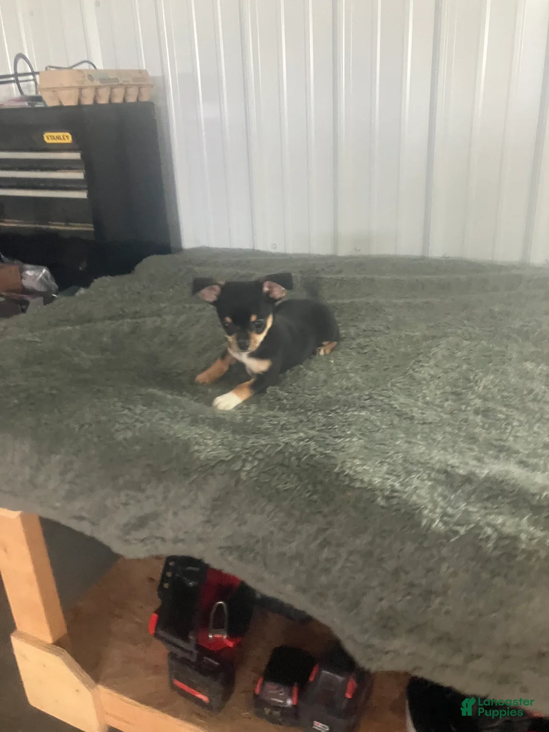 Chihuahua dogs for sale: Akc Jake - Ad 2