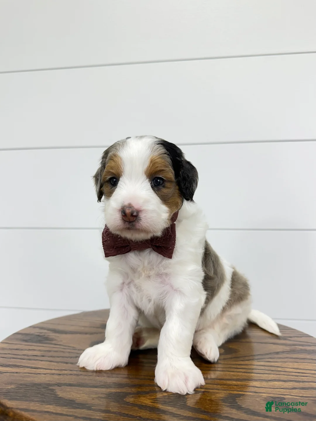 Mini Goldendoodle dogs for sale: Gracie 😍 - Ad 2