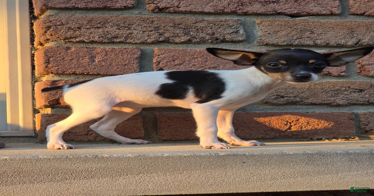 Jack Russell Toy Fox Terrier Kennels Westminster Dog Show Russell