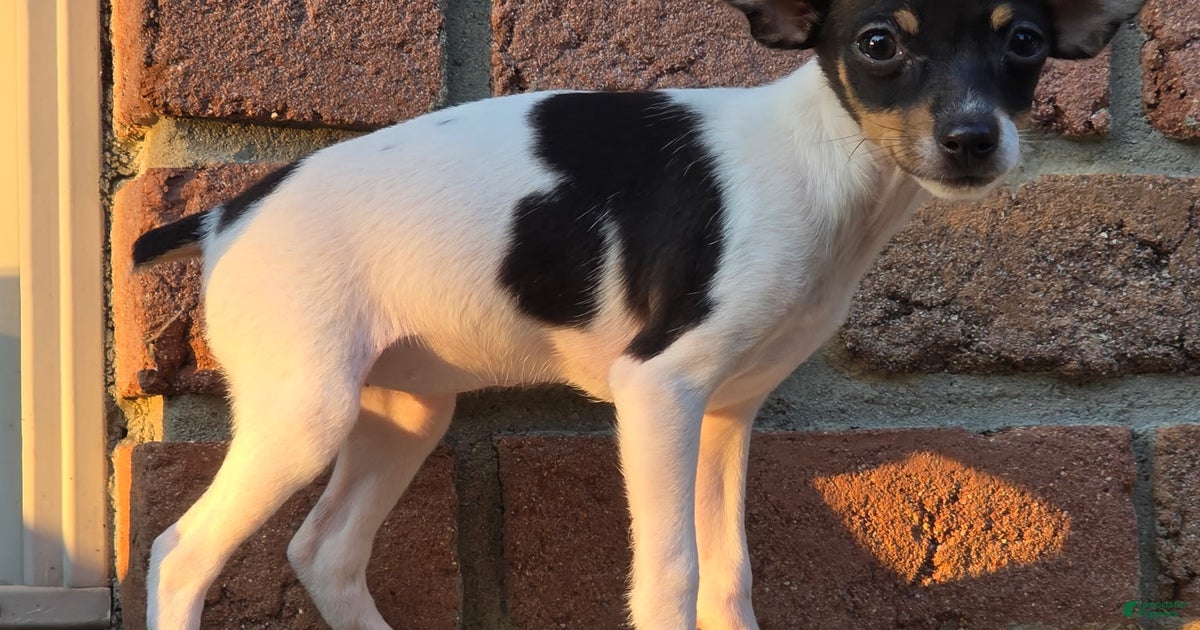 Jack Russell Toy Fox Terrier Kennels Westminster Dog Show Russell