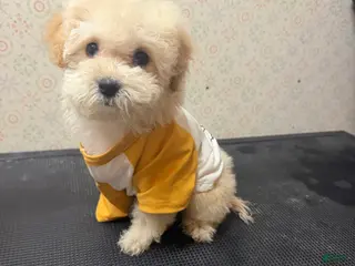 Maltipoo dogs Micky - Ad 1