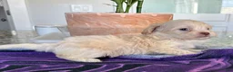 Mixed Breed dogs for sale: Jack - Ad 1