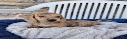 Miniature Dachshund dogs for sale: Flora - Ad 5