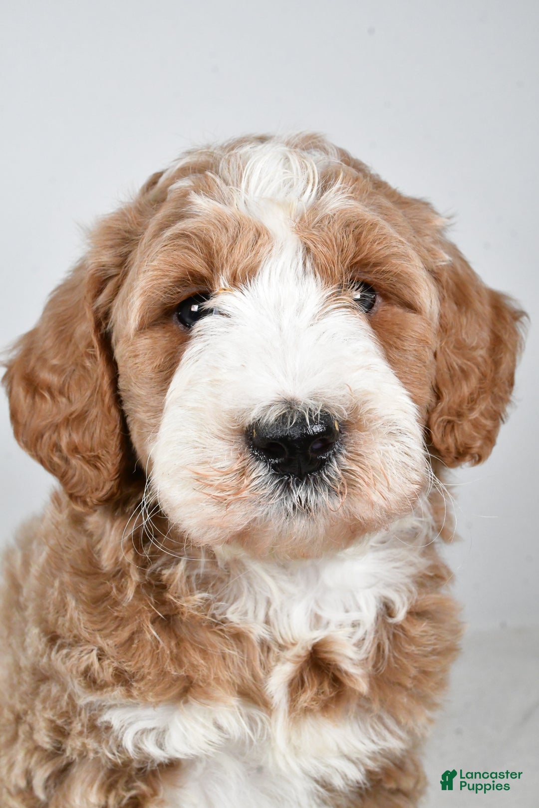 Labradoodle dogs for sale: Nash - Ad 7