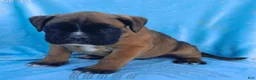 Boxer dogs for sale: Tank  - Ad 4