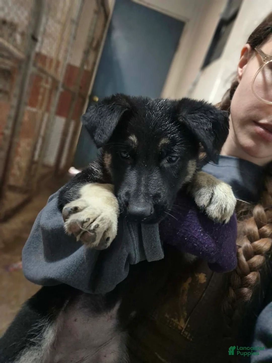 German Shepherd dogs for sale: German Shepherd Puppy 2 - Ad 3