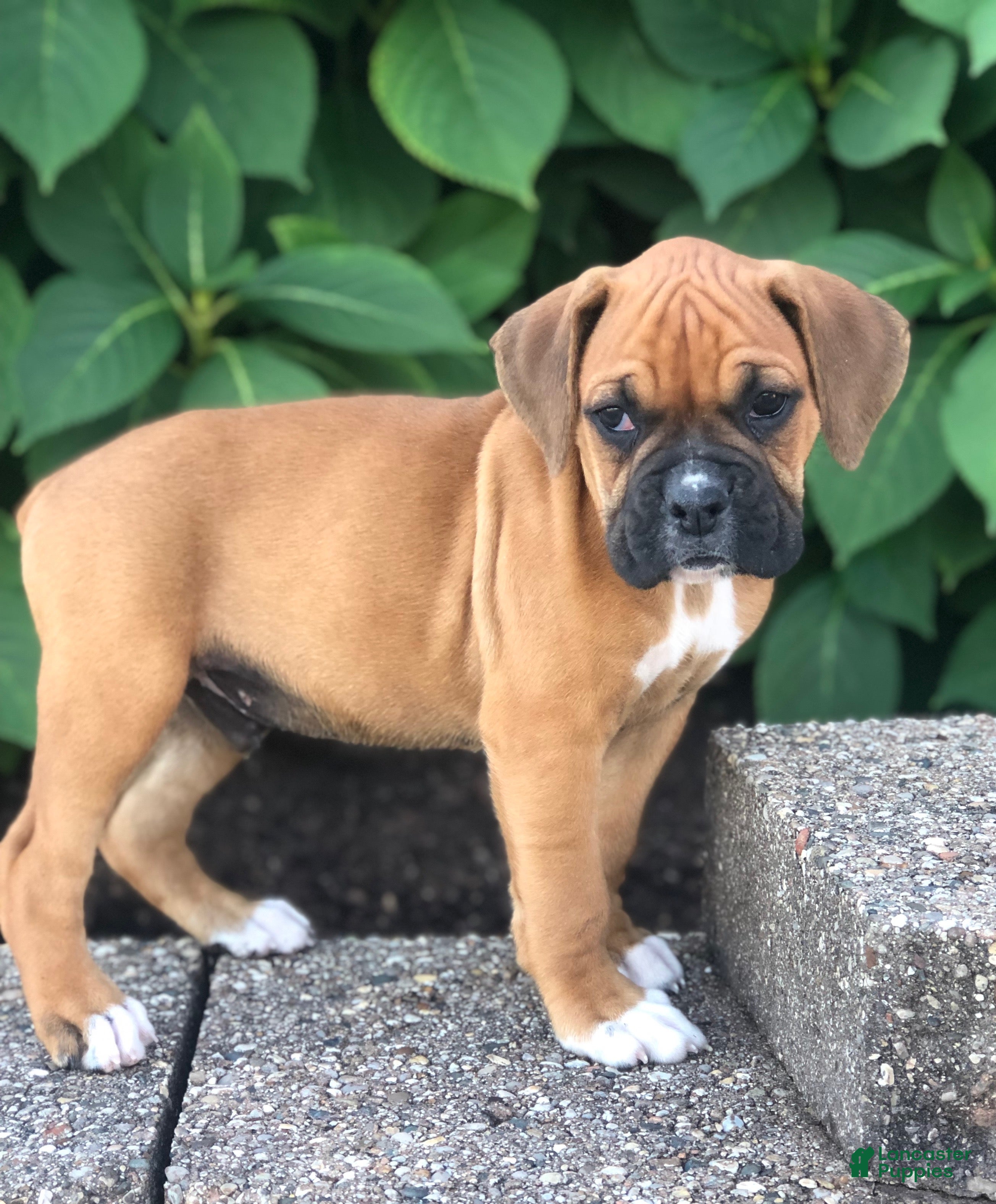 Archie (Boxer, Male) in Millersburg, OH