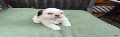 Shih Tzu 2