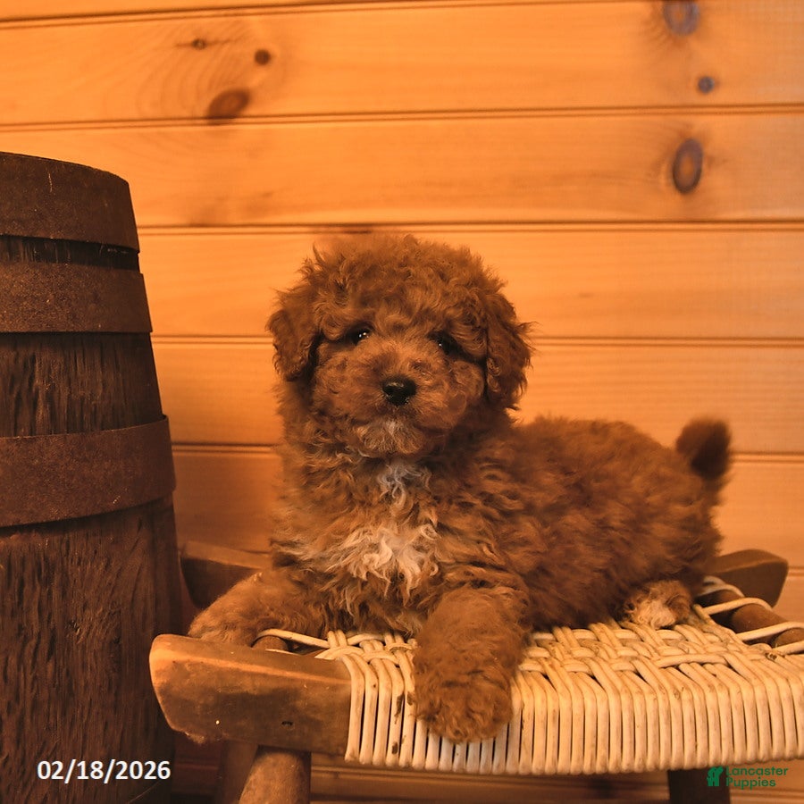 Mini Goldendoodle dogs Rowen  - Ad 1