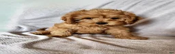Cavapoo dogs for sale: Hershey - Ad 25