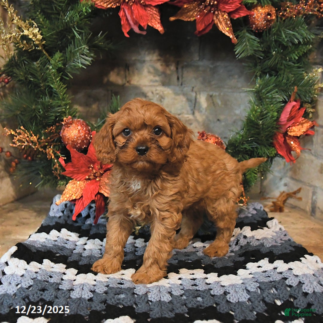 Cavapoo dogs for sale: Felix - Ad 3