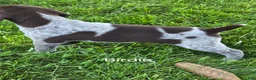 German Shorthaired Pointer dogs for sale: Birdie  - Ad 5