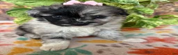 Pomapoo dogs for sale: Pomapoo 2 - Ad 6
