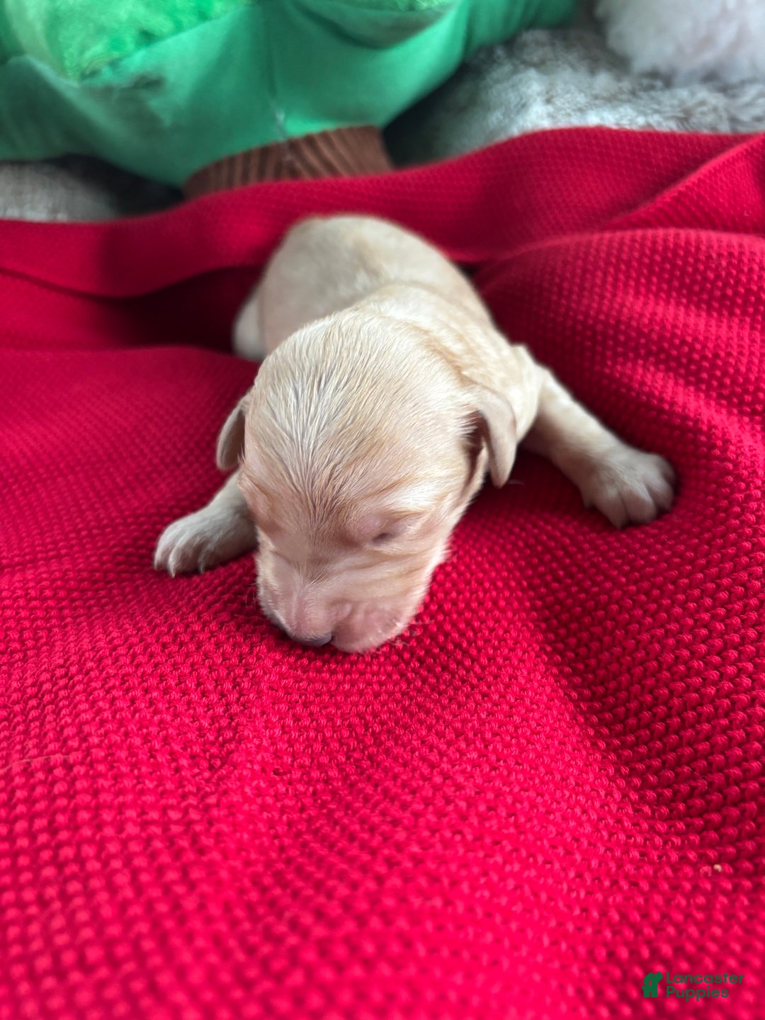 Goldendoodle dogs for sale: Aspen - Ad 6