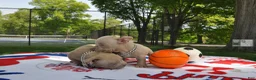 American Bully dogs for sale: American Bully Puppy 2 - Ad 3