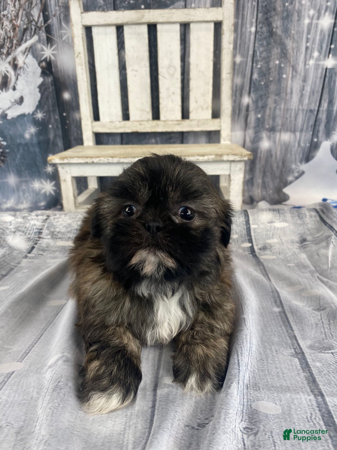 Shih Tzu dogs for sale: Snickers - Ad 7