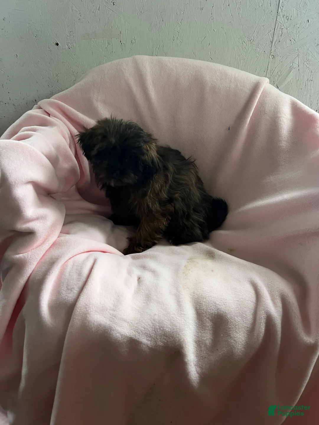 Shihpoo dogs for sale: Connie Girl - Ad 2
