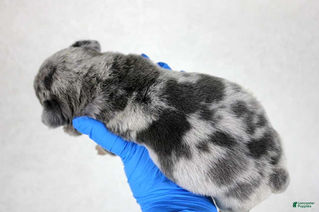 American Bully dogs for sale: Blue Tri Merle Female - Ad 19