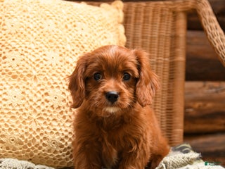 Cavapoo dogs - Ad 15
