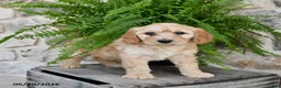 Mini Goldendoodle dogs for sale: Cutie - Ad 3