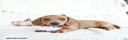Miniature Dachshund dogs for sale: Sparrow - Ad 3