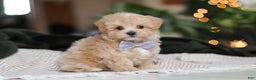 Maltipoo dogs for sale: Nevin - Ad 8