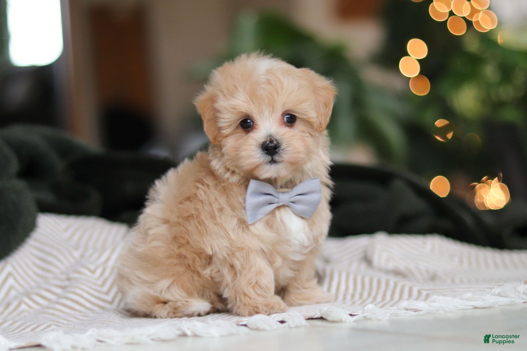 Maltipoo dogs for sale: Nevin - Ad 8