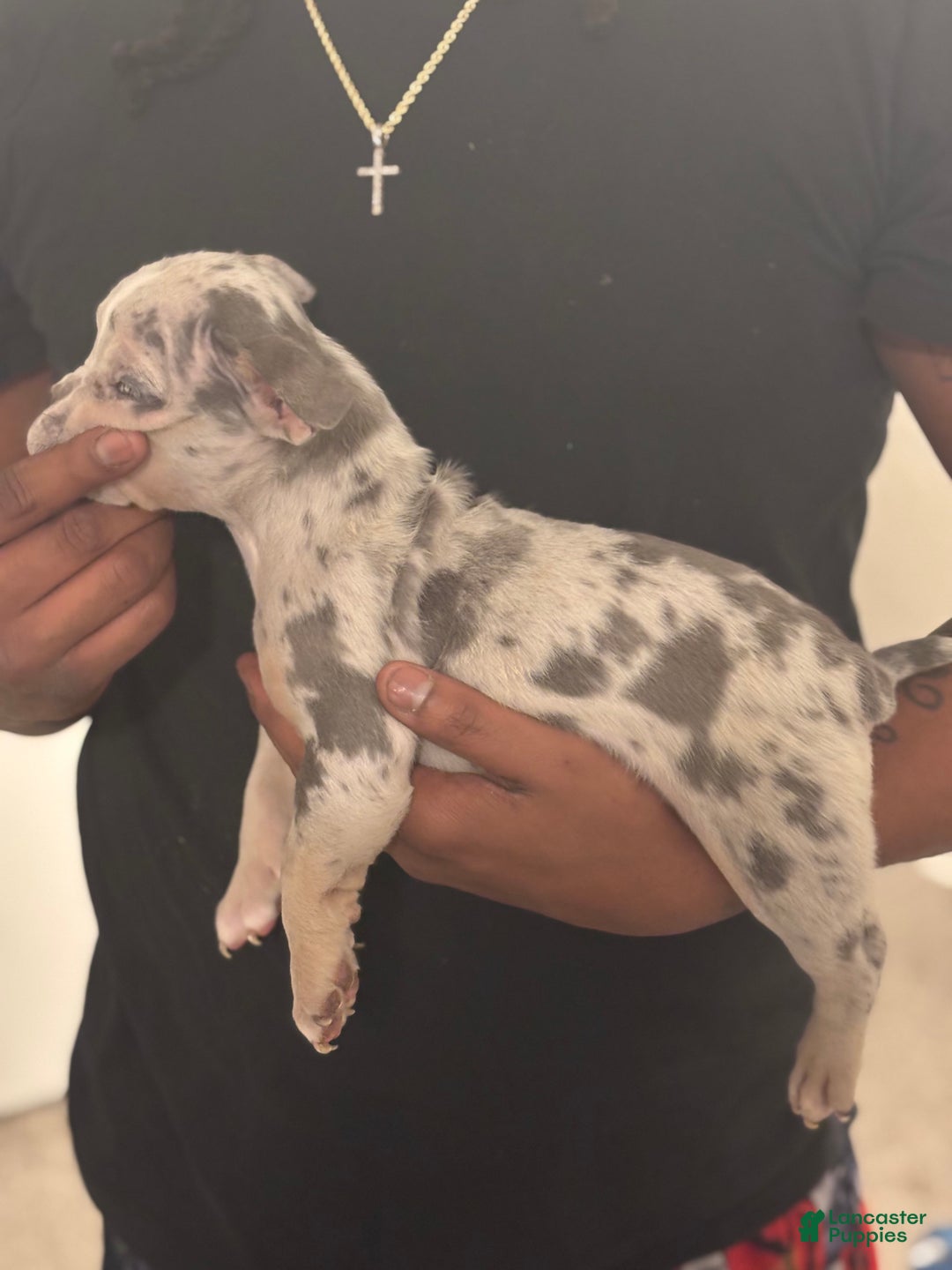 American Bully dogs for sale: American Bully Puppy 4 - Ad 2