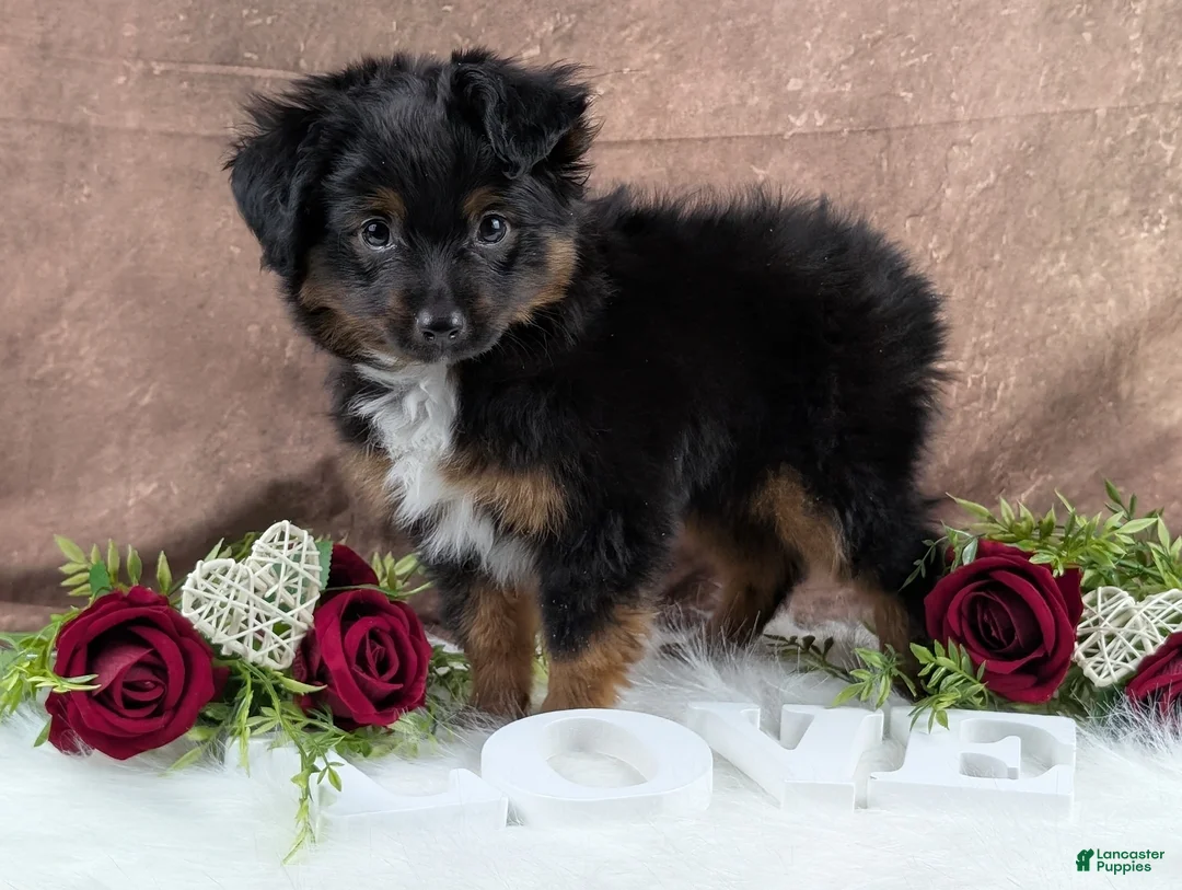 Toy Australian Shepherd dogs for sale: Bronson - Ad 3