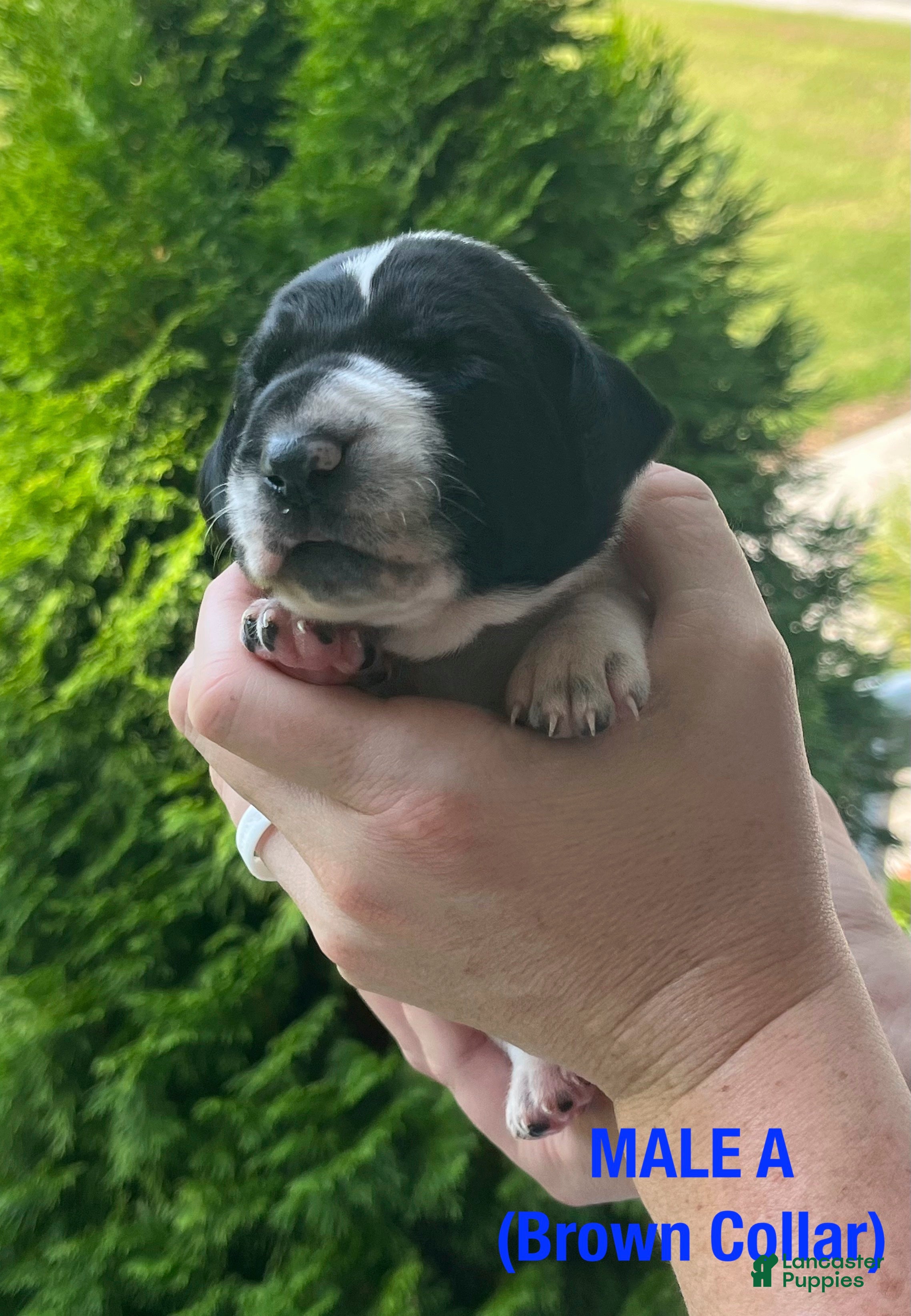 German Shorthaired Pointer dogs German Shorthaired Pointer (Male A) - Ad 2