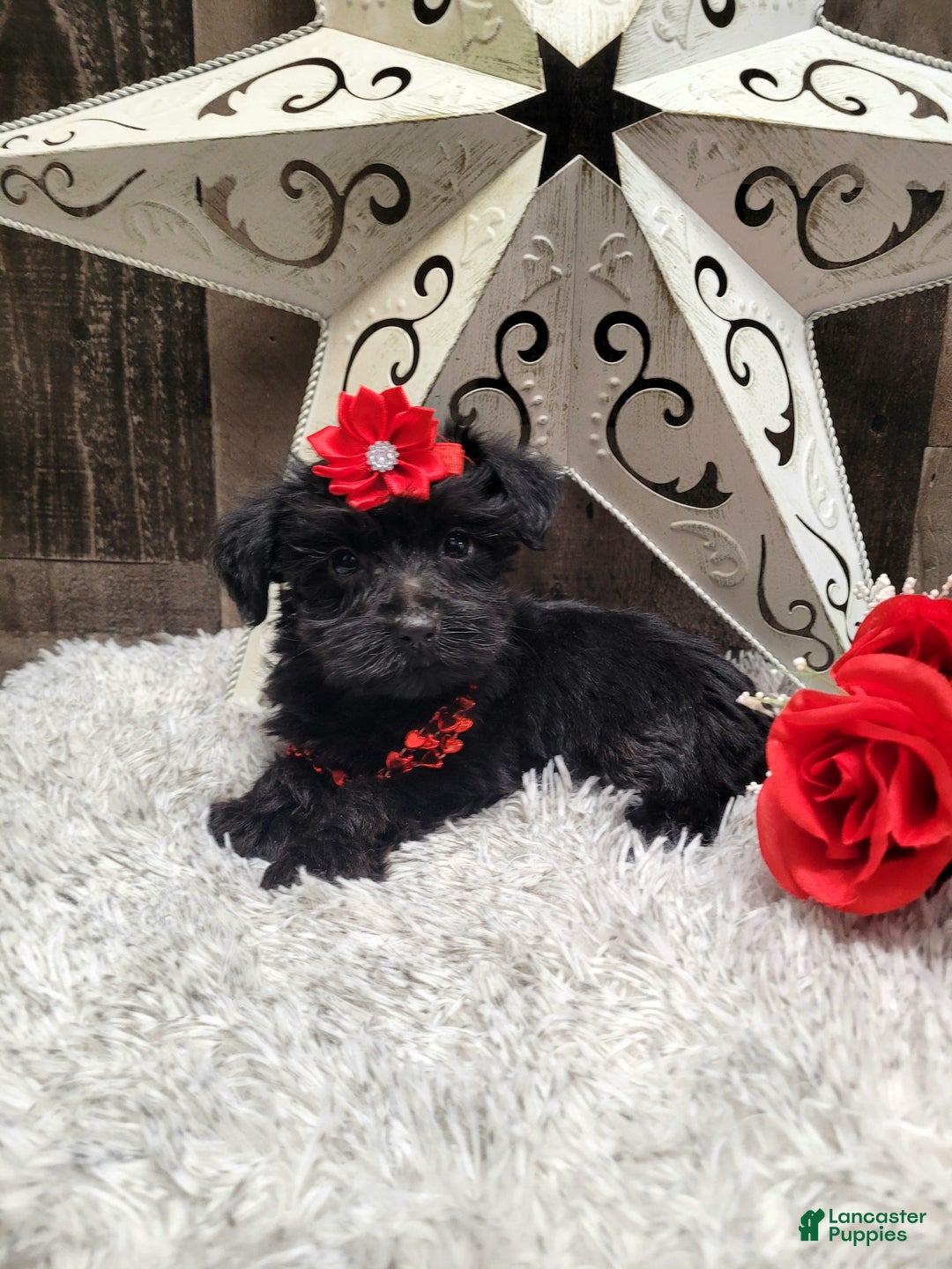 Mixed Breed dogs for sale: Cupcake - Ad 4