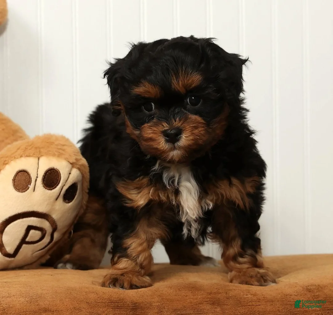 Shihpoo dogs for sale: Sherrie - Ad 2