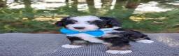 Bernedoodle dogs for sale: Roger - Ad 2