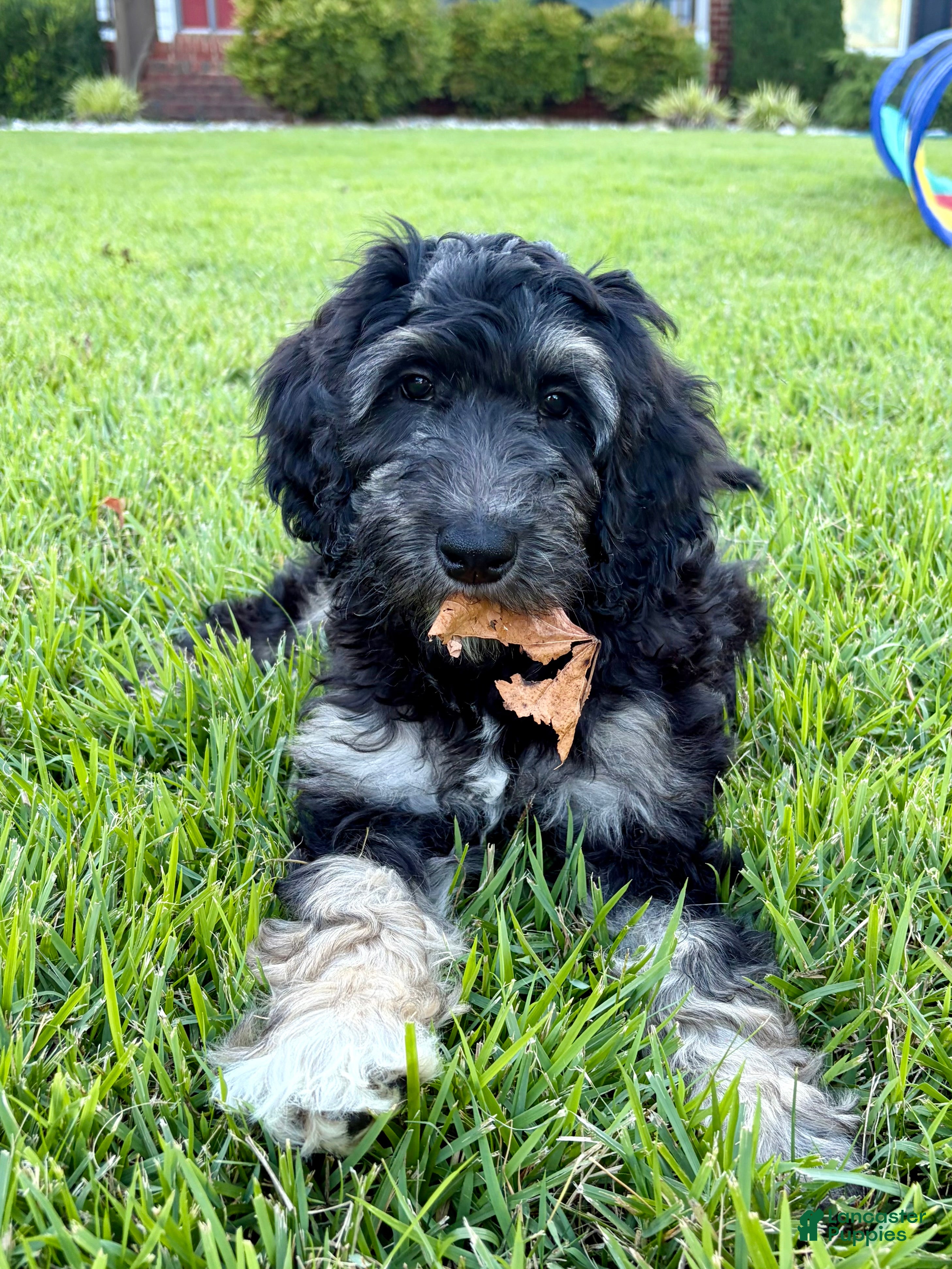 Double Doodle dogs Georgie - Ad 2