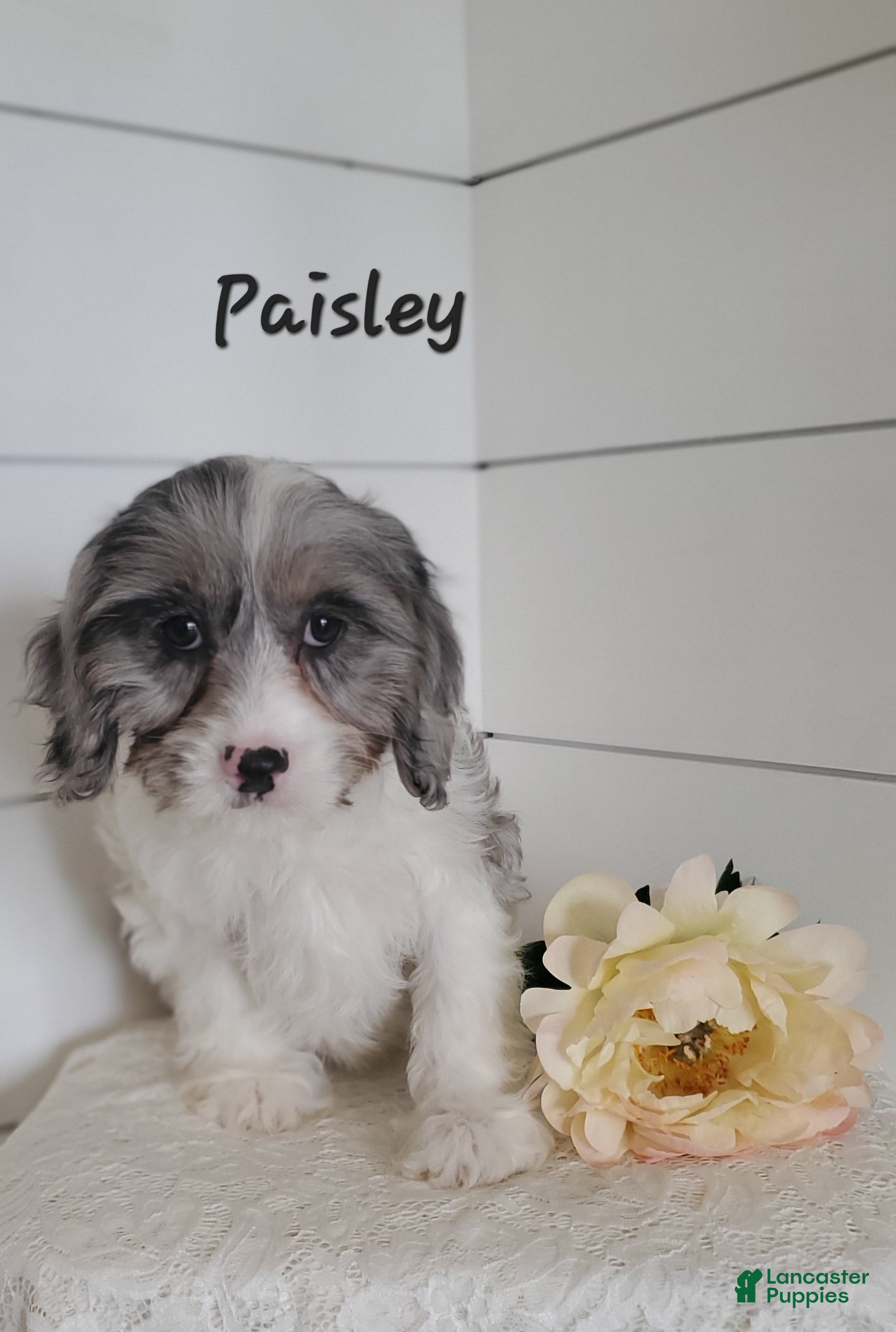 Cavapoo dogs Paisley - Ad 7