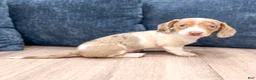 Miniature Dachshund dogs for sale: Rusty - Ad 3