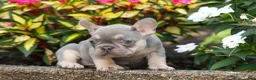 French Bulldog dogs for sale:  Regina🎀 - Ad 9