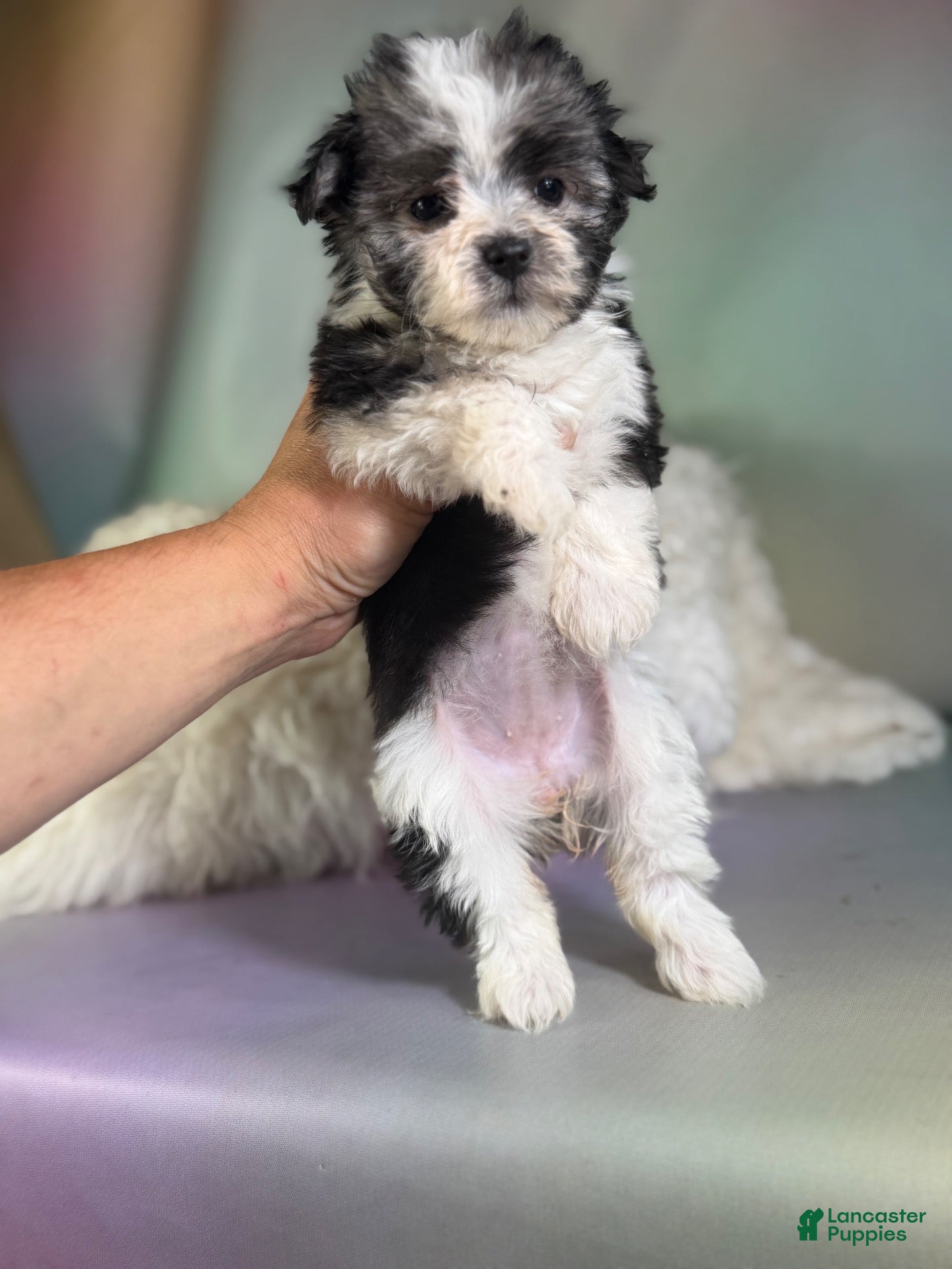 Morkie dogs for sale: Tallulah - Ad 2