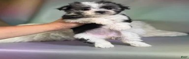 Tallulah
