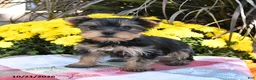 Yorkshire Terrier dogs for sale: Twyla - Ad 5