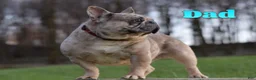 French Bulldog dogs for sale: Boone - Ad 5