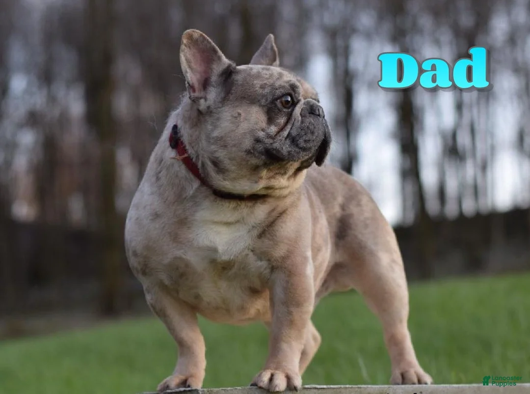 French Bulldog dogs for sale: Boone - Ad 5