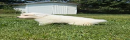 Great Pyrenees dogs for sale: Mr Black  - Ad 6