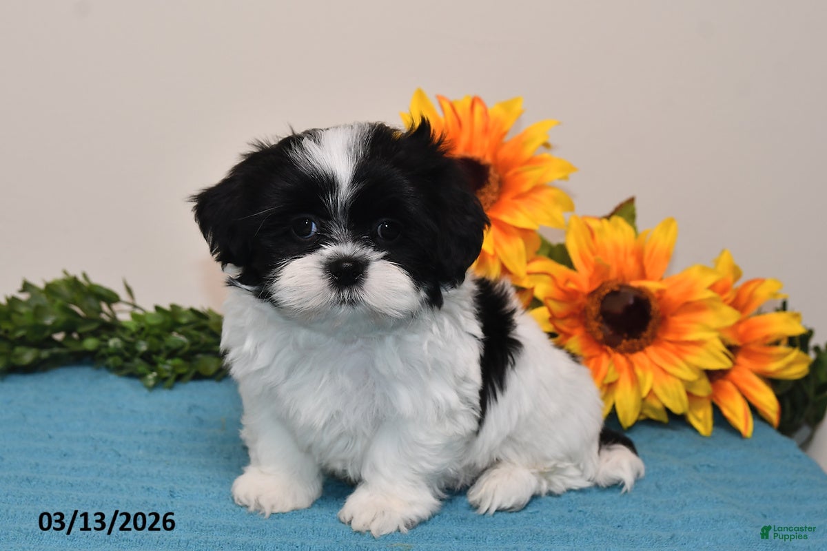 Shih Tzu dogs Rex - Ad 2