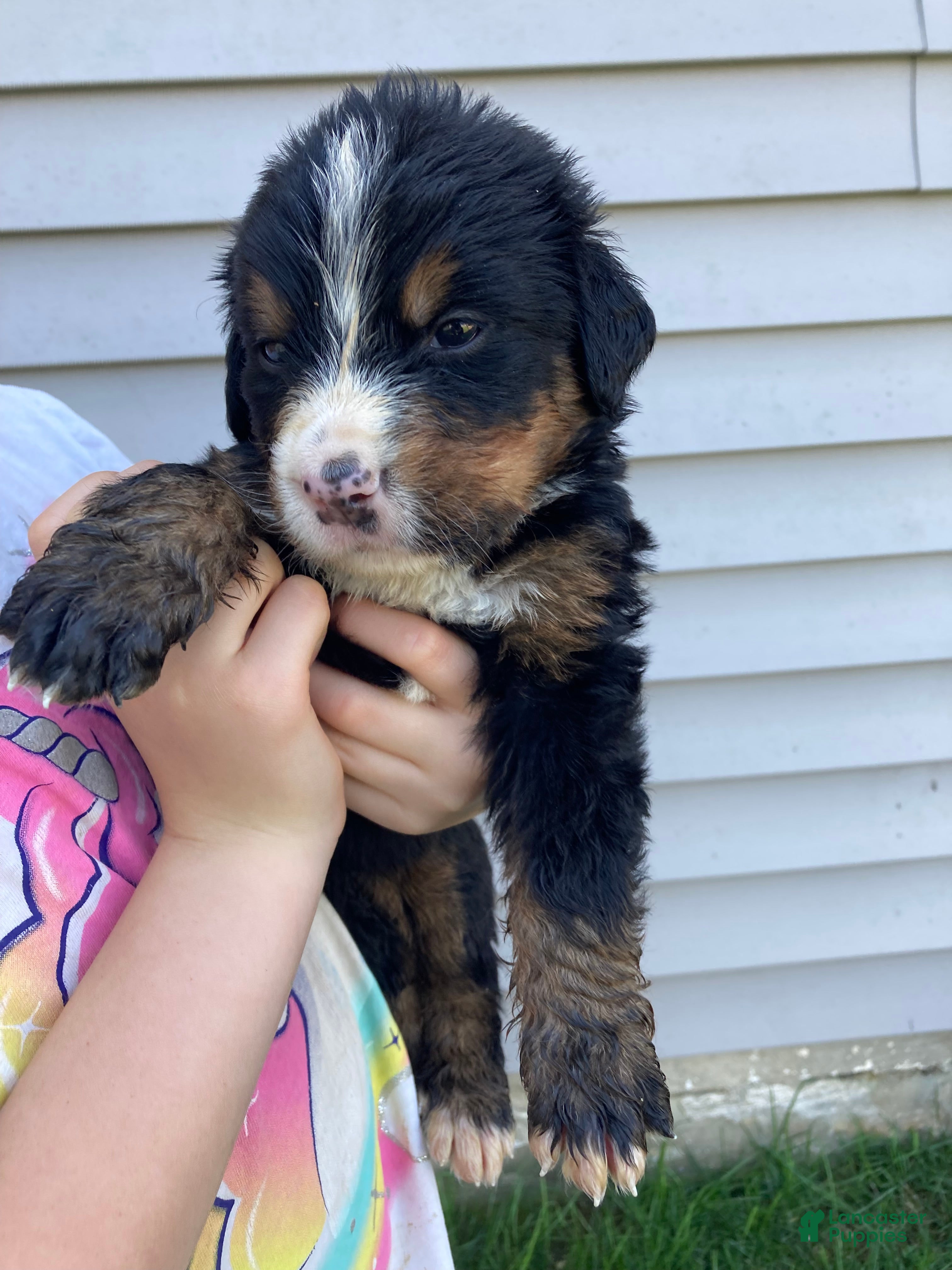 Bernese Mountain Dog dogs Bruiser - Ad 1